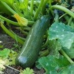 Planter courgettes jardin