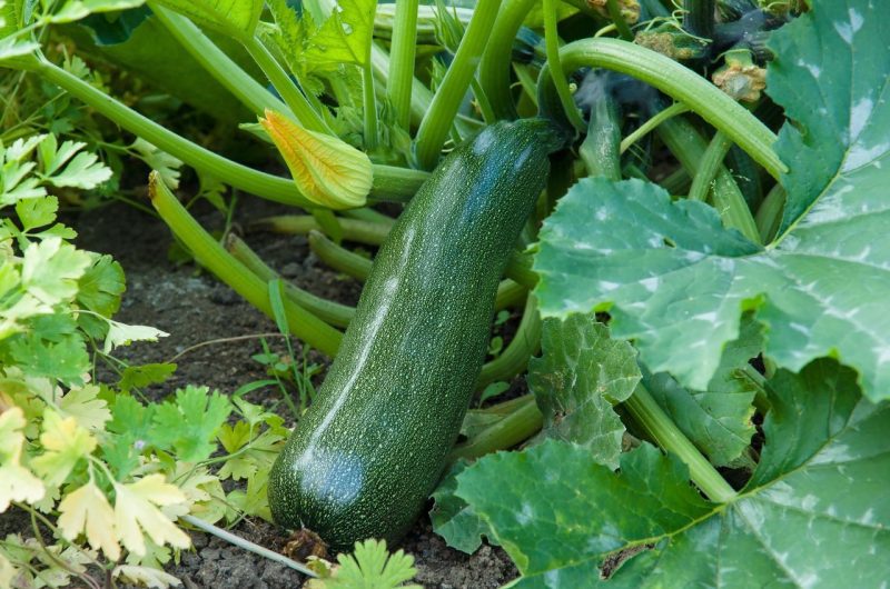 Planter courgettes jardin