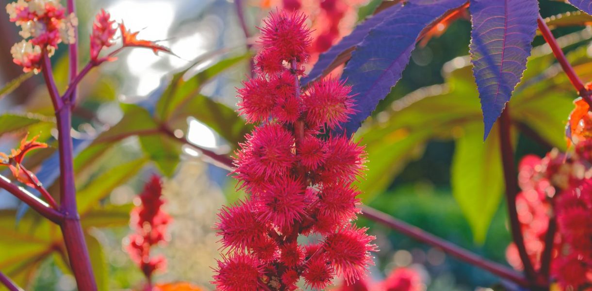 Ricinus communis toxique