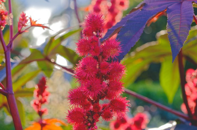 Ricinus communis toxique