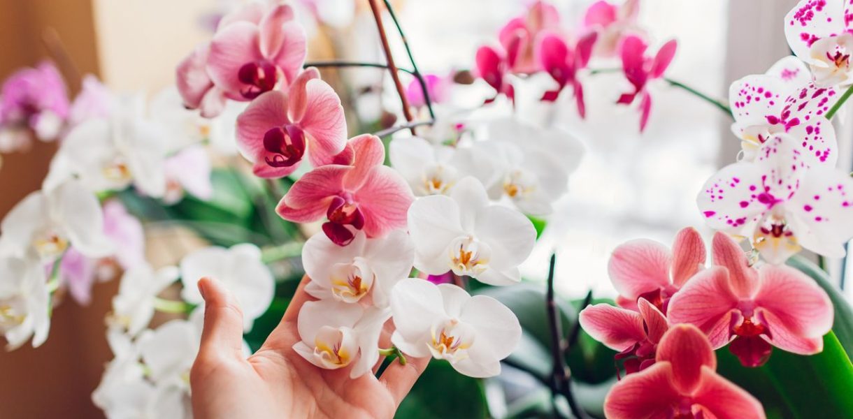 Sauver orchidée plante
