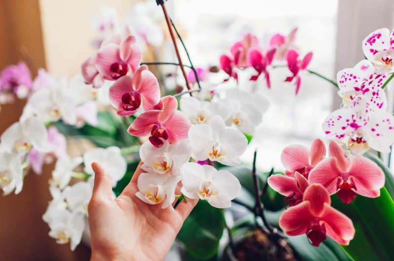 Sauver orchidée plante