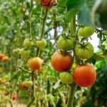 Plant de tomate