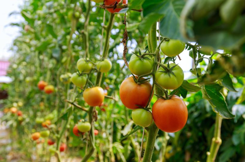 Plant de tomate