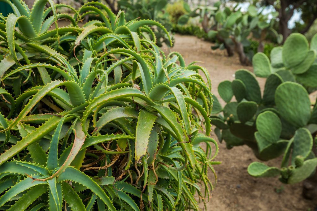 L'Aloe vera