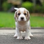 beagle chiot gentil