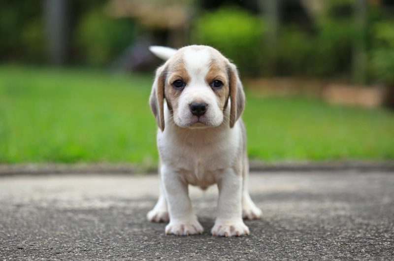 beagle chiot gentil