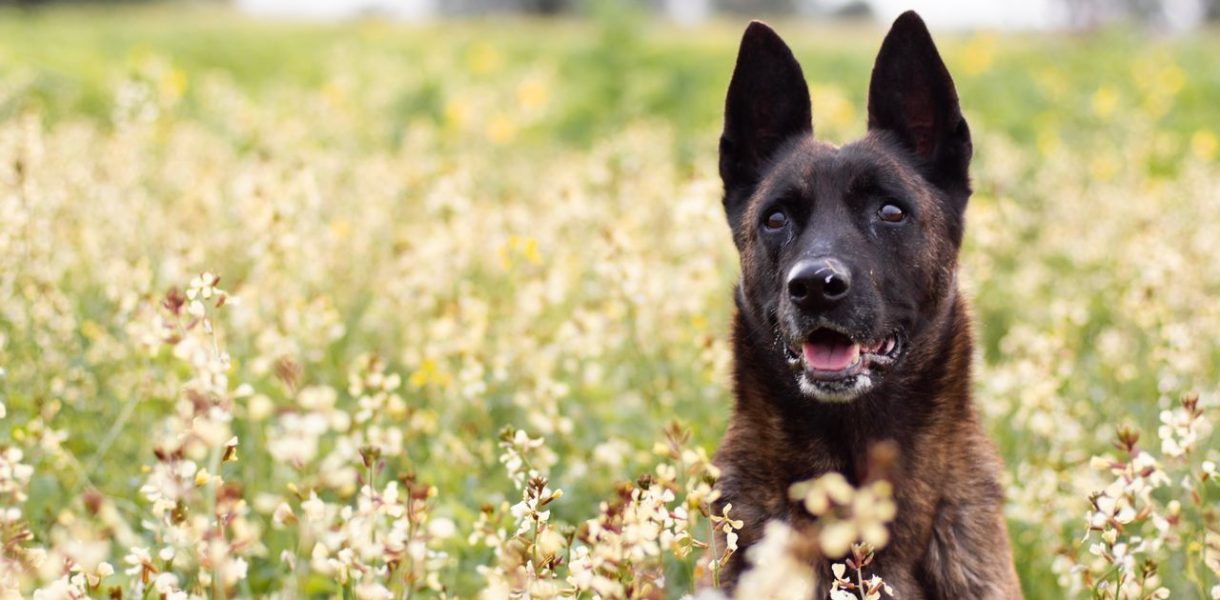 Chien race berger hollandais