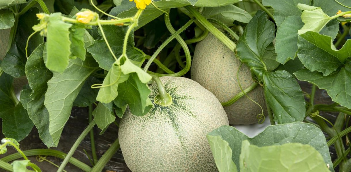 Culture melon jardin