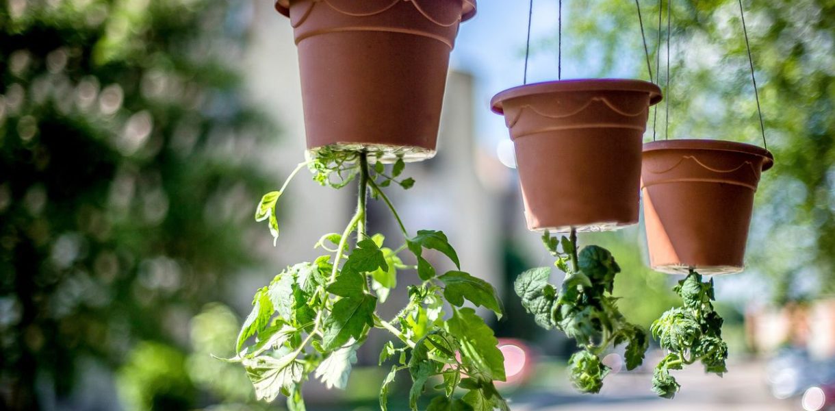 Culture tomate à l'envers