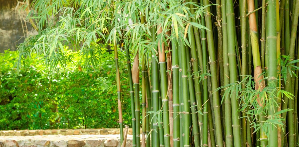 Débarrasser bambou