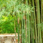 Débarrasser bambou
