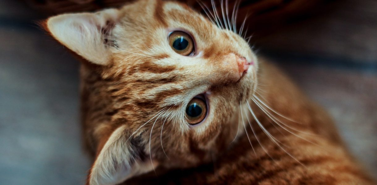 Quelles sont les différences entre les chats de gouttière et les chats de race ?