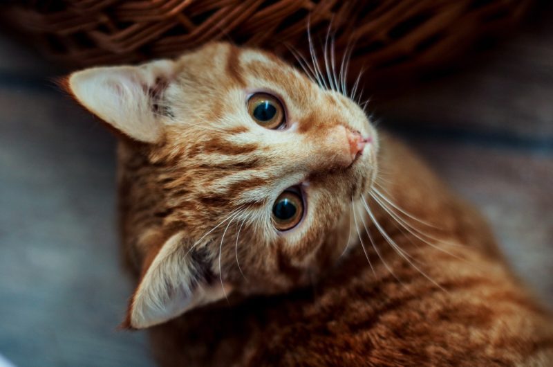 Quelles sont les différences entre les chats de gouttière et les chats de race ?