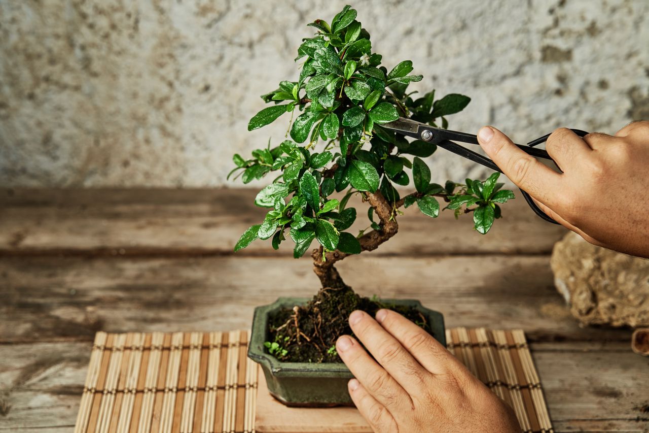 Entretien bonsaï intérieur et extérieur - comment choisir et