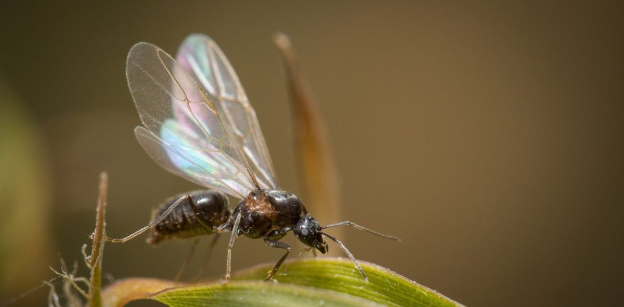 Faire fuir fourmis volantes