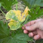 Feuilles jaunes malades courgettes