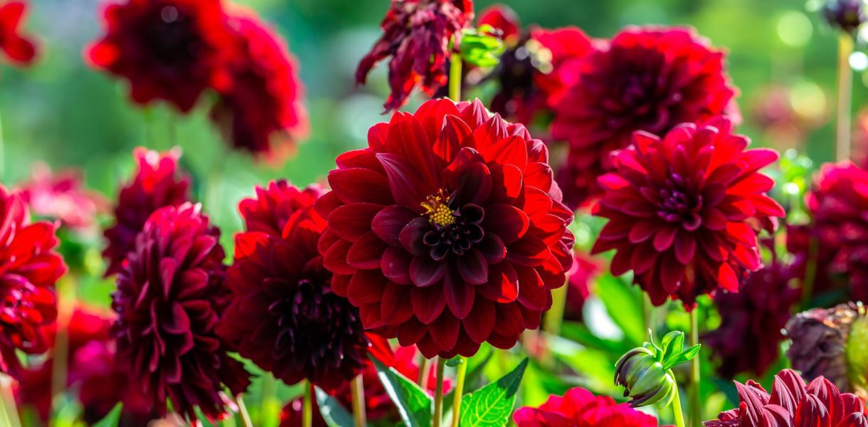 Guide complet pour bouturer des dahlias : réussir ses boutures pour avoir un jardin fleuri !