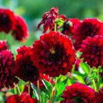 Guide complet pour bouturer des dahlias : réussir ses boutures pour avoir un jardin fleuri !