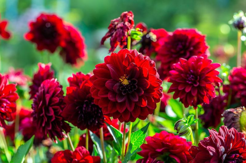 Guide complet pour bouturer des dahlias : réussir ses boutures pour avoir un jardin fleuri !