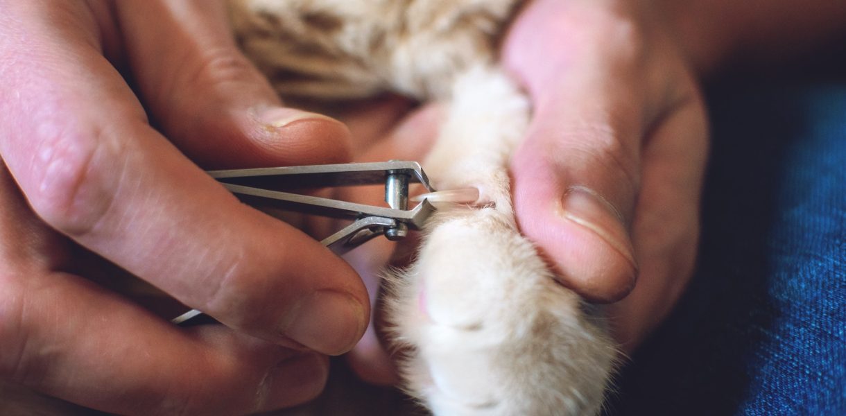 La méthode pour couper les griffes de votre chat facilement
