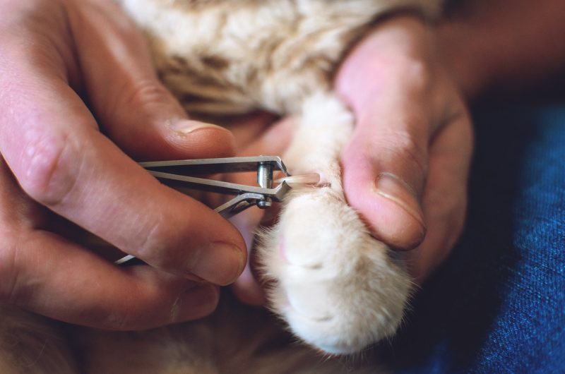 La méthode pour couper les griffes de votre chat facilement