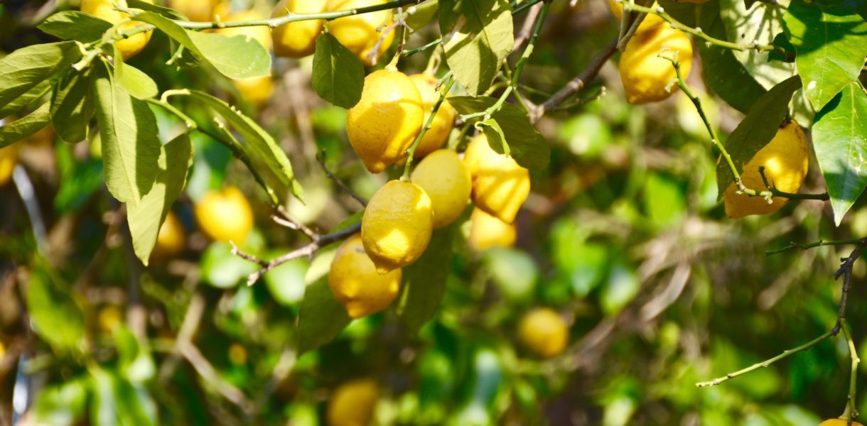 Citronnier : Comment planter et cultiver un plan de citron avec succès ?