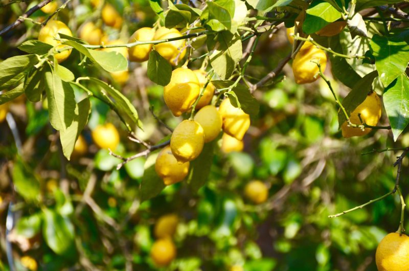 Citronnier : Comment planter et cultiver un plan de citron avec succès ?