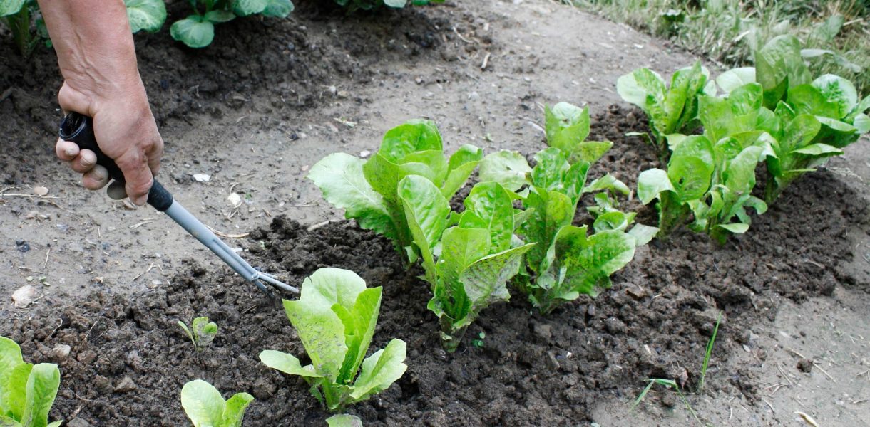 Réussir la culture et la plantation des salades : cultivez facilement vos propres salades !