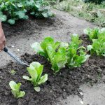 Réussir la culture et la plantation des salades : cultivez facilement vos propres salades !