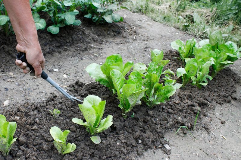 Réussir la culture et la plantation des salades : cultivez facilement vos propres salades !