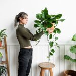 Plantes porte-bonheur feng shui