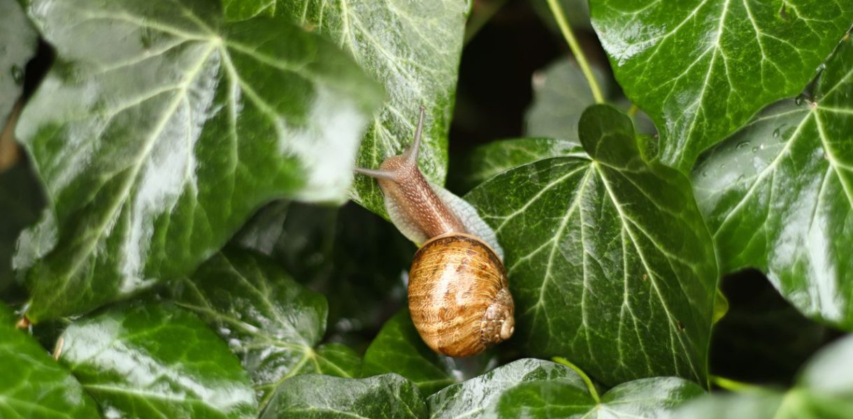 Protéger jardin escargots