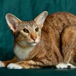 Race de chat l'Oriental Shorthair : caractère, santé, éducation et prix