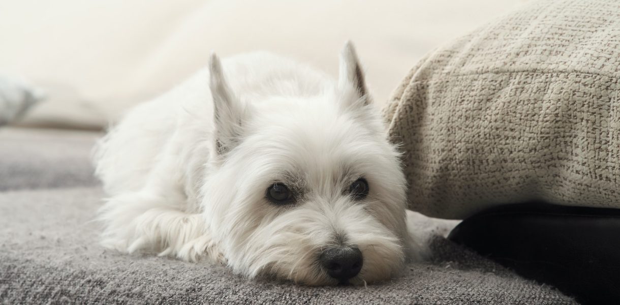 Race de chien West Highland White Terrier : Le compagnon parfait pour votre famille