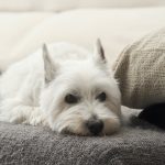 Race de chien West Highland White Terrier : Le compagnon parfait pour votre famille