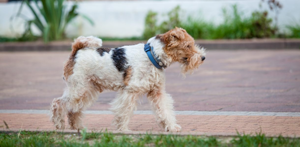Le Fox Terrier : Un chien agile, intelligent et fidèle