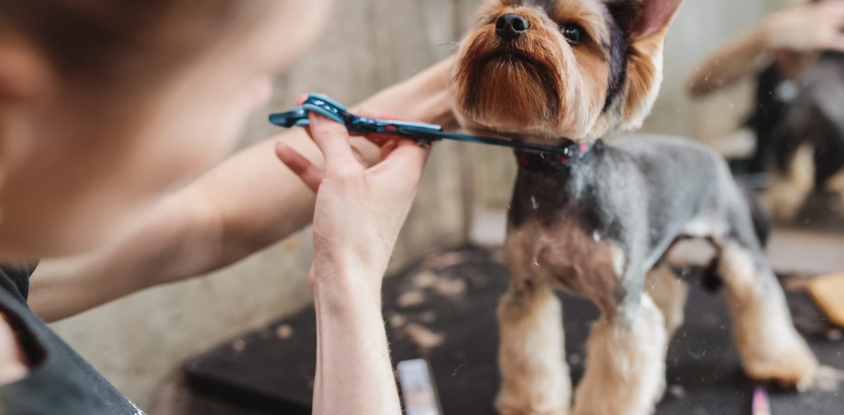 7 raisons d'emmener votre chien chez le toiletteur