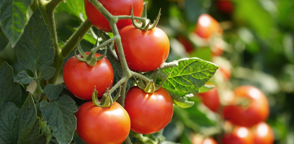 Sel plants de tomates