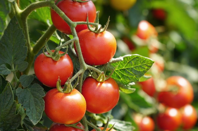 Sel plants de tomates
