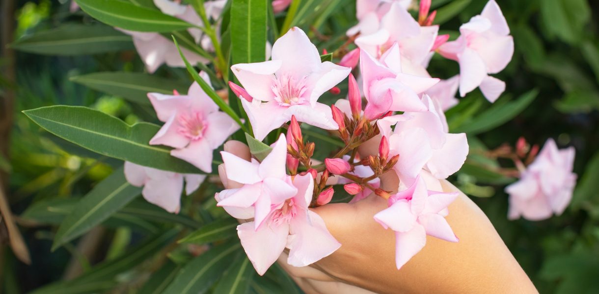 Top 5 des plantes les plus résistantes à la chaleur à planter dans votre jardin ou sur votre balcon