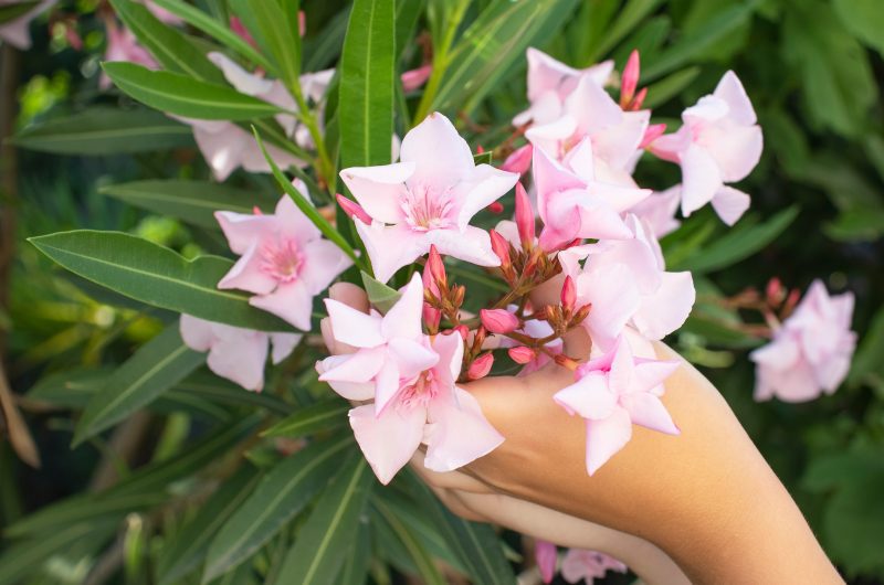 Top 5 des plantes les plus résistantes à la chaleur à planter dans votre jardin ou sur votre balcon