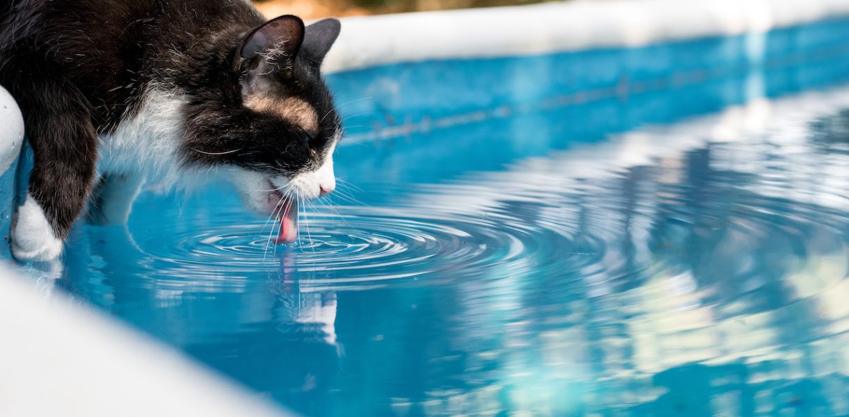 Chat mignon buvant de l'eau dans une piscine