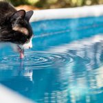 Chat mignon buvant de l'eau dans une piscine