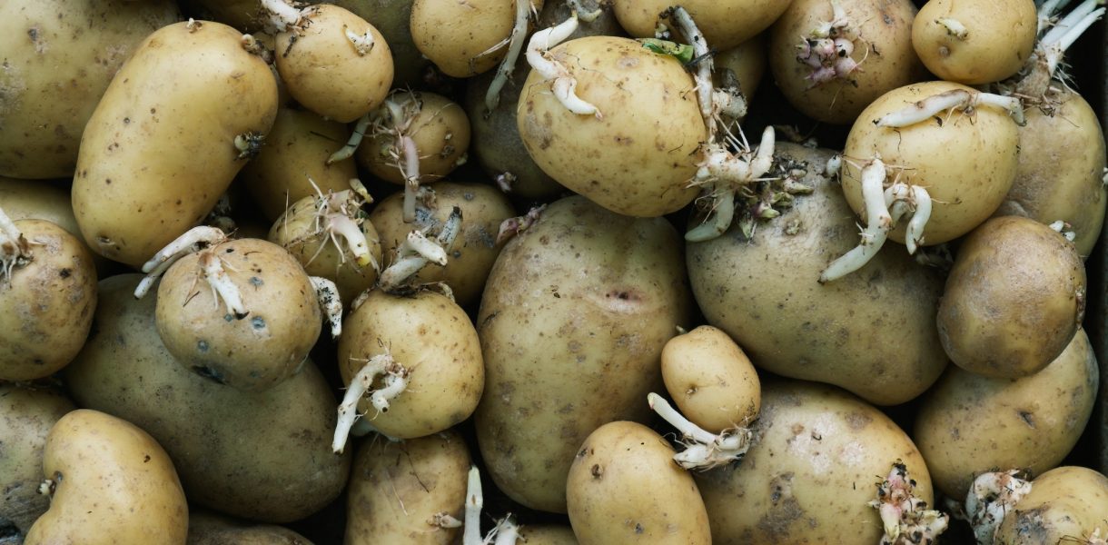 Comment conserver les pommes de terre pour éviter qu'elles ne germent ? L'astuce fantastique de grand-mère