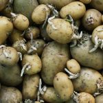 Comment conserver les pommes de terre pour éviter qu'elles ne germent ? L'astuce fantastique de grand-mère