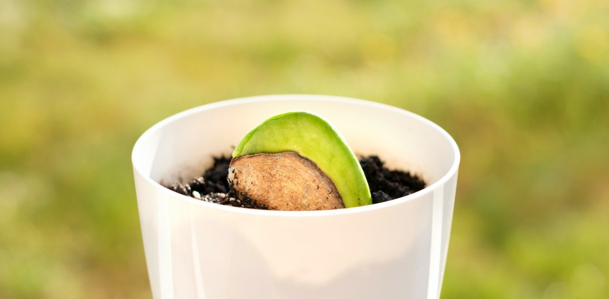 Comment faire germer un simple noyau de mangue en une plante majestueuse ?