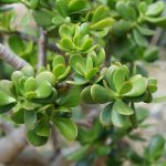 Comment planter et entretenir l'arbre de jade avec succès ?