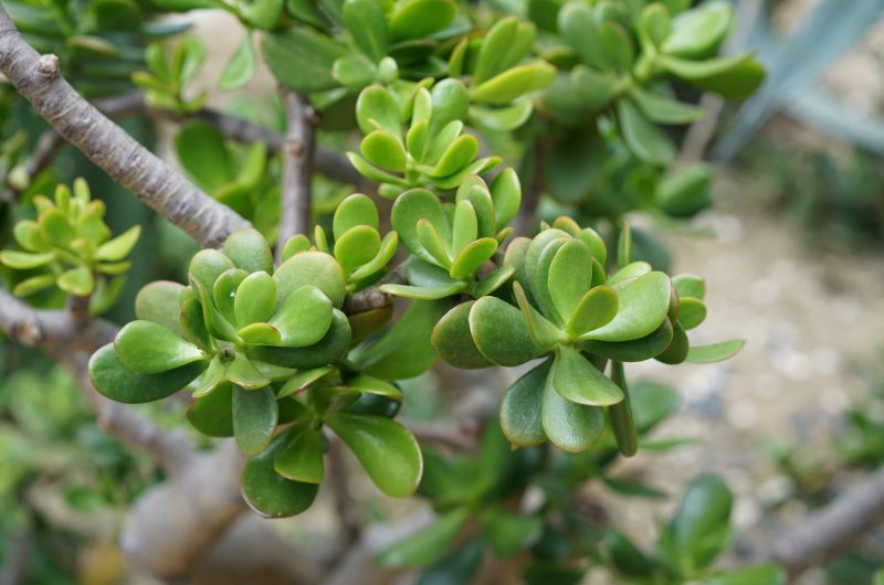 Comment planter et entretenir l'arbre de jade avec succès ?