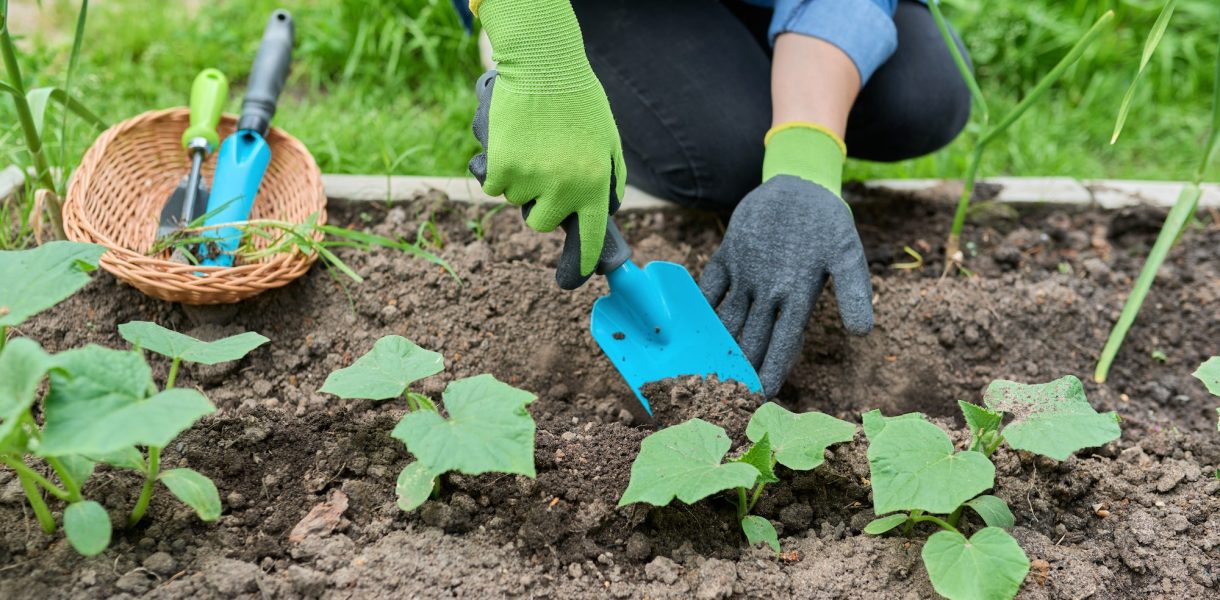 6 erreurs à éviter absolument pour une plantation réussie de vos concombres